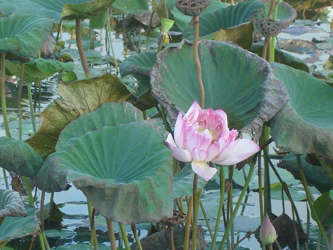 蓮池.JPG