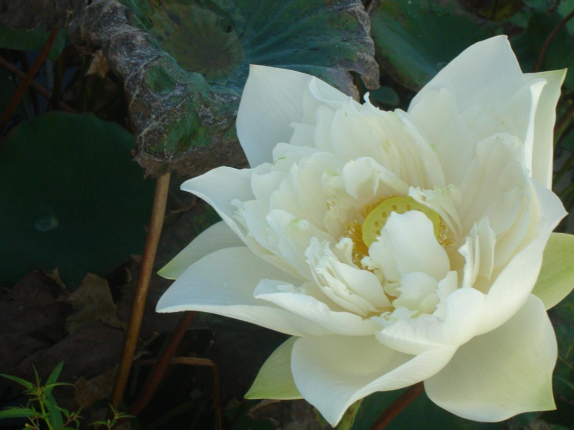 芬陀莉花 2.JPG