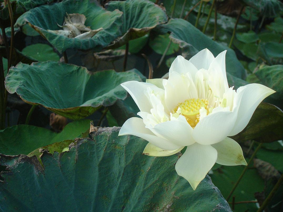 芬陀莉.JPG
