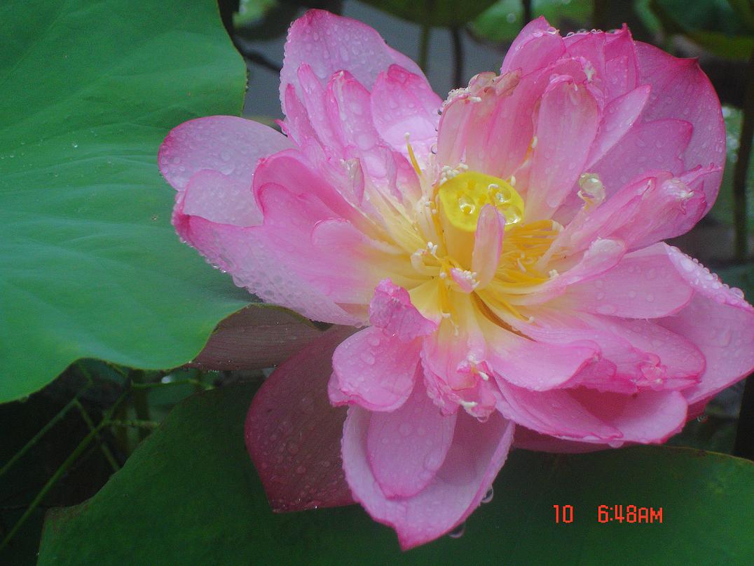 荷花 a.JPG