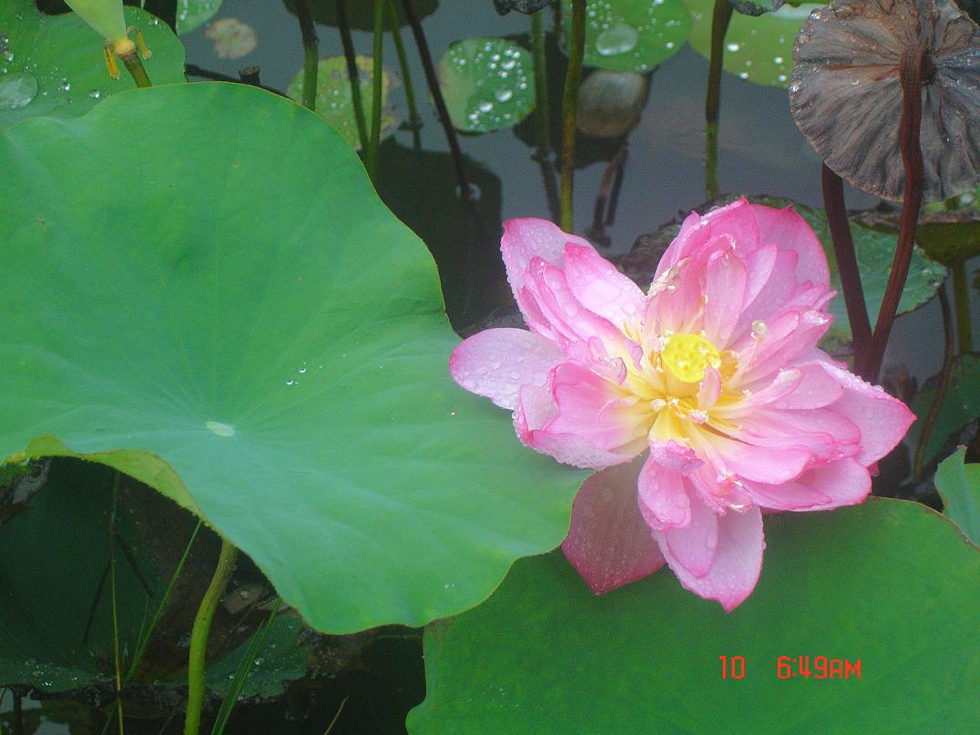 荷花 d.JPG