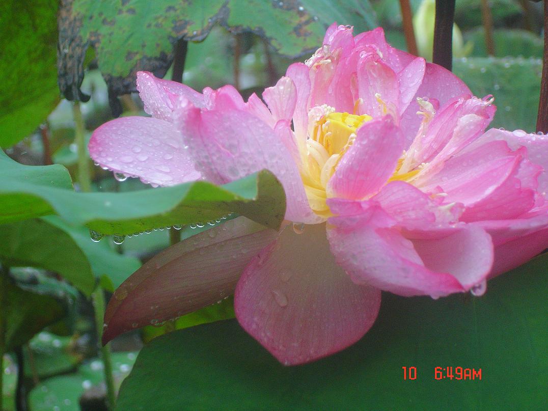 荷花 c.JPG