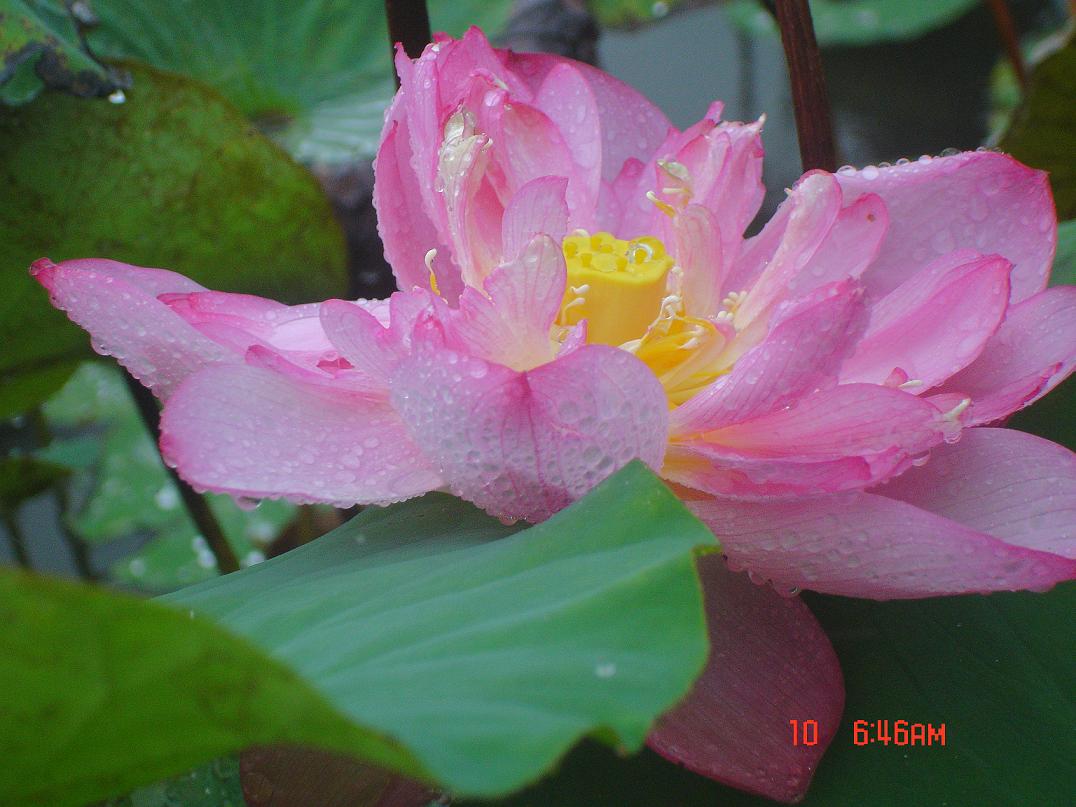 荷花 b.JPG