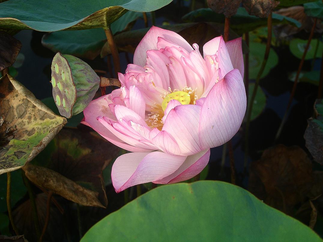 粉紅蓮.JPG
