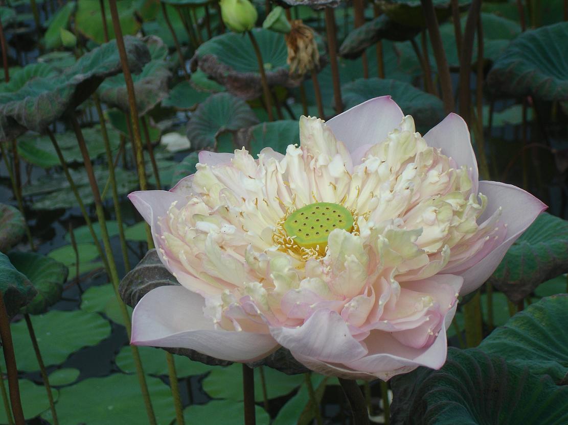 蓮花 2.JPG