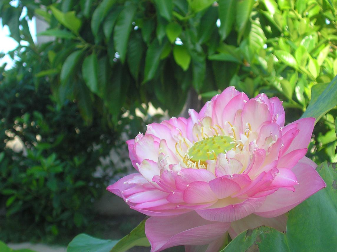 蓮花 1.JPG